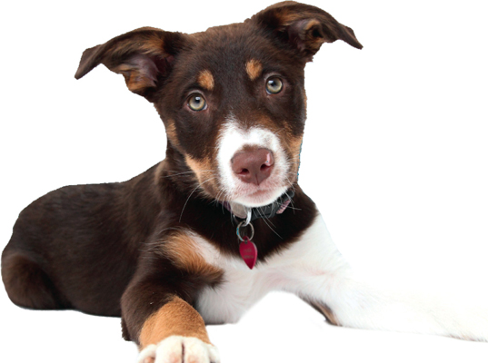 Becky MurrayRSPCA Twelve-week-old tri-coloured Collie If you are certain - photo 4