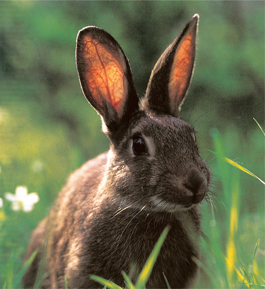 Owning and caring for a pair or group of rabbits can be very rewarding It is - photo 3