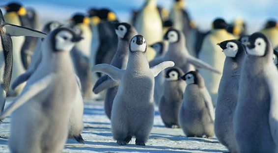 Penguin chicks DLILLC CORBIS TOP experiences Meeting the Penguins When - photo 5