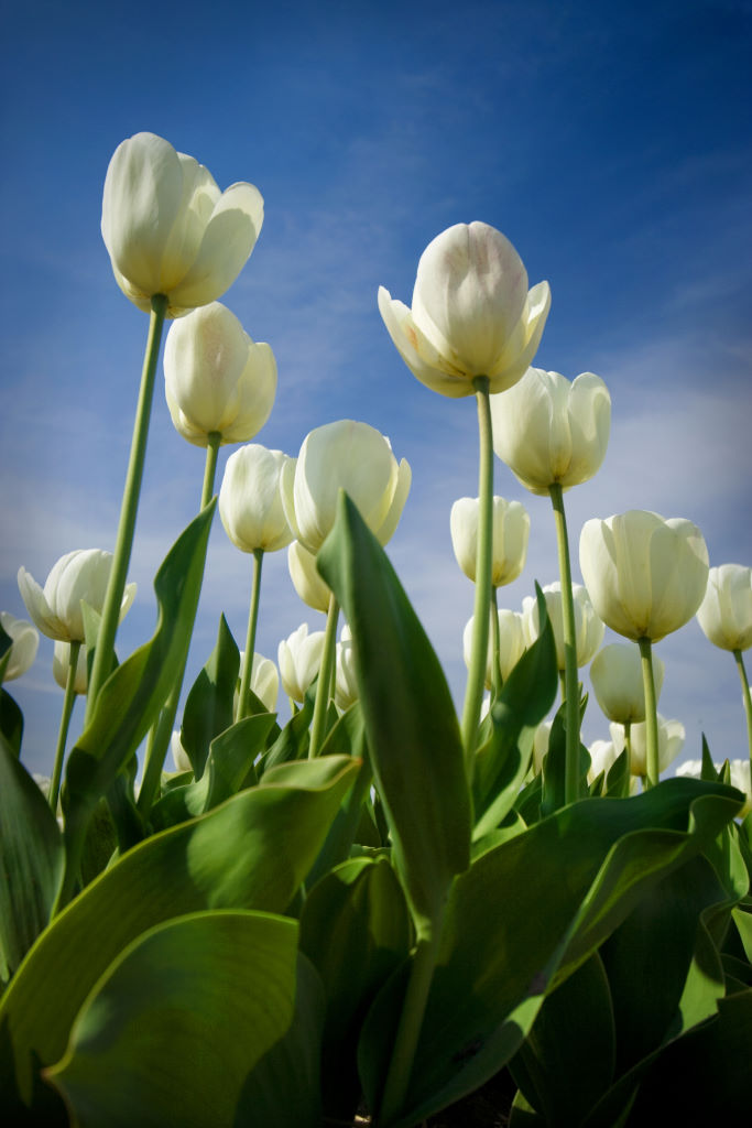 White tullips photo Marjan Verkaik Tullips redwhite close-up photo - photo 21