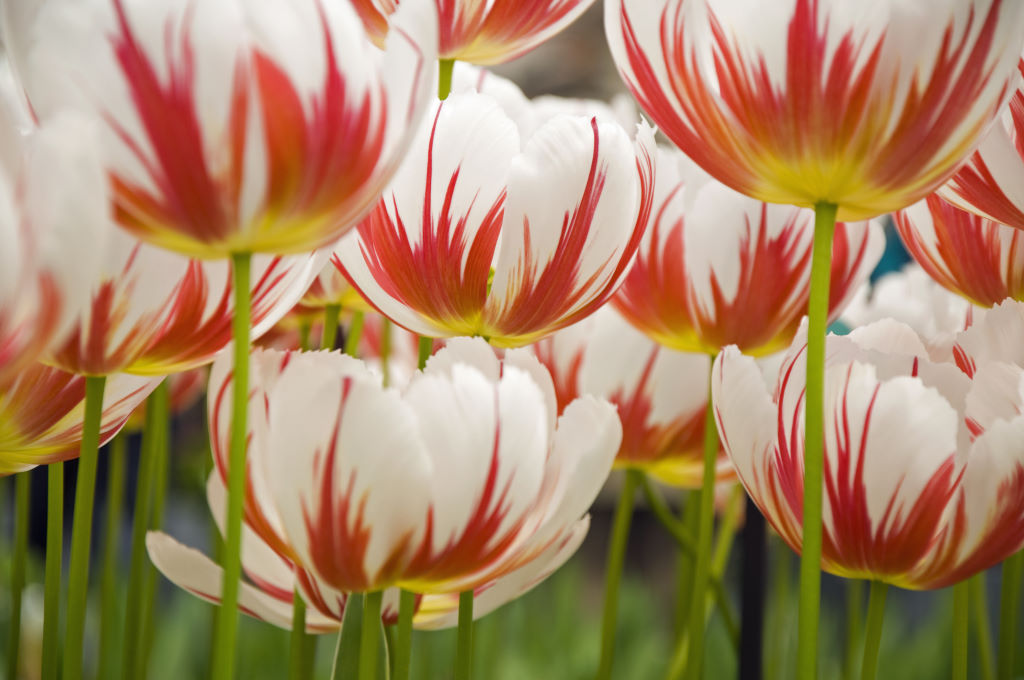 Tullips redwhite close-up photo Paula van Ommen Giant klomp Flower - photo 22