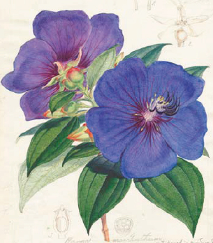 A tropical Tibouchina painted by Walter Fitch for Curtiss Botanical Magazine - photo 2