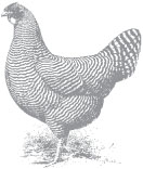 Storeys Guide to Raising Chickens 3rd Edition - image 3