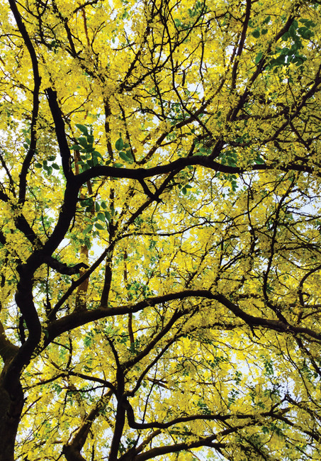 An Amaltas tree in full bloom in Delhi summer Photo Rachit Dhawan JASMINE AND - photo 2