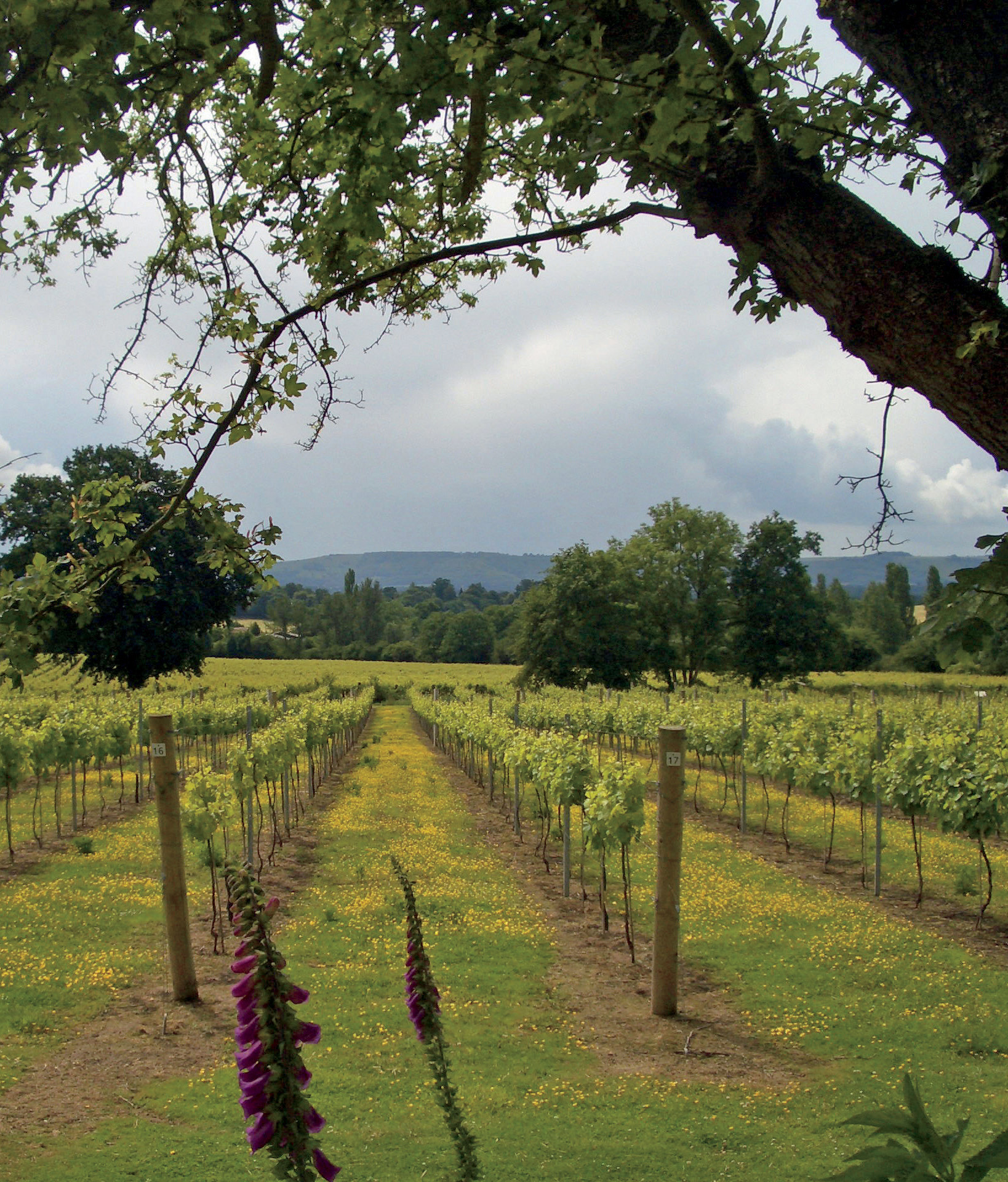 A Celebration of English Wine - image 1