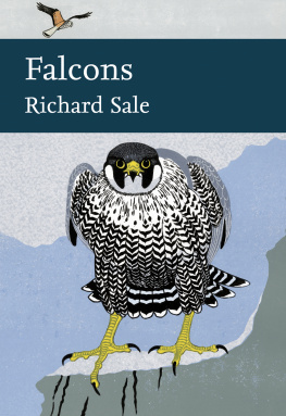 Sale - Falcons