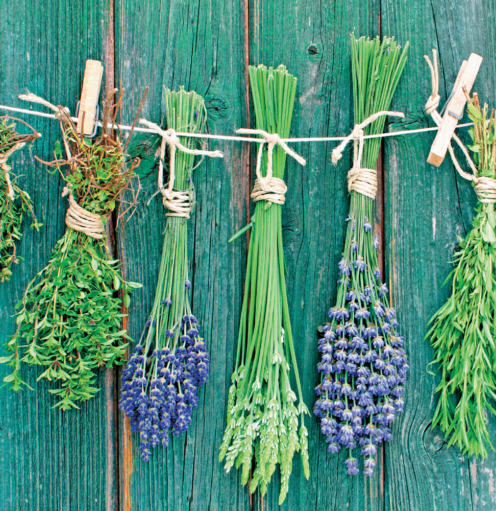 Healing Herbs - image 4