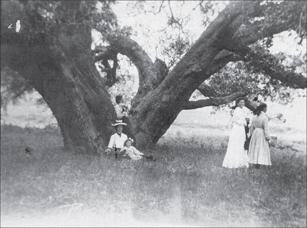 The Twin Oaks Valley was named for this enormous oak tree with a double trunk - photo 2