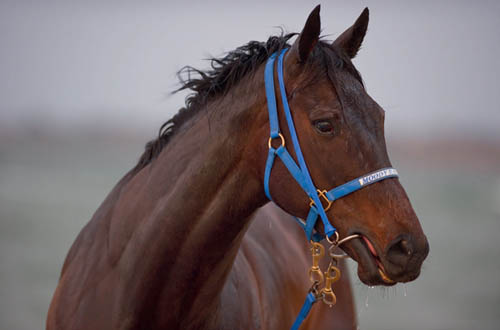 A girl has to relax Black Caviar was a morning regular at Melbournes - photo 1