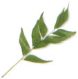 Curry leaves are sold in sprigs containing 815 small green leaves and are used - photo 8