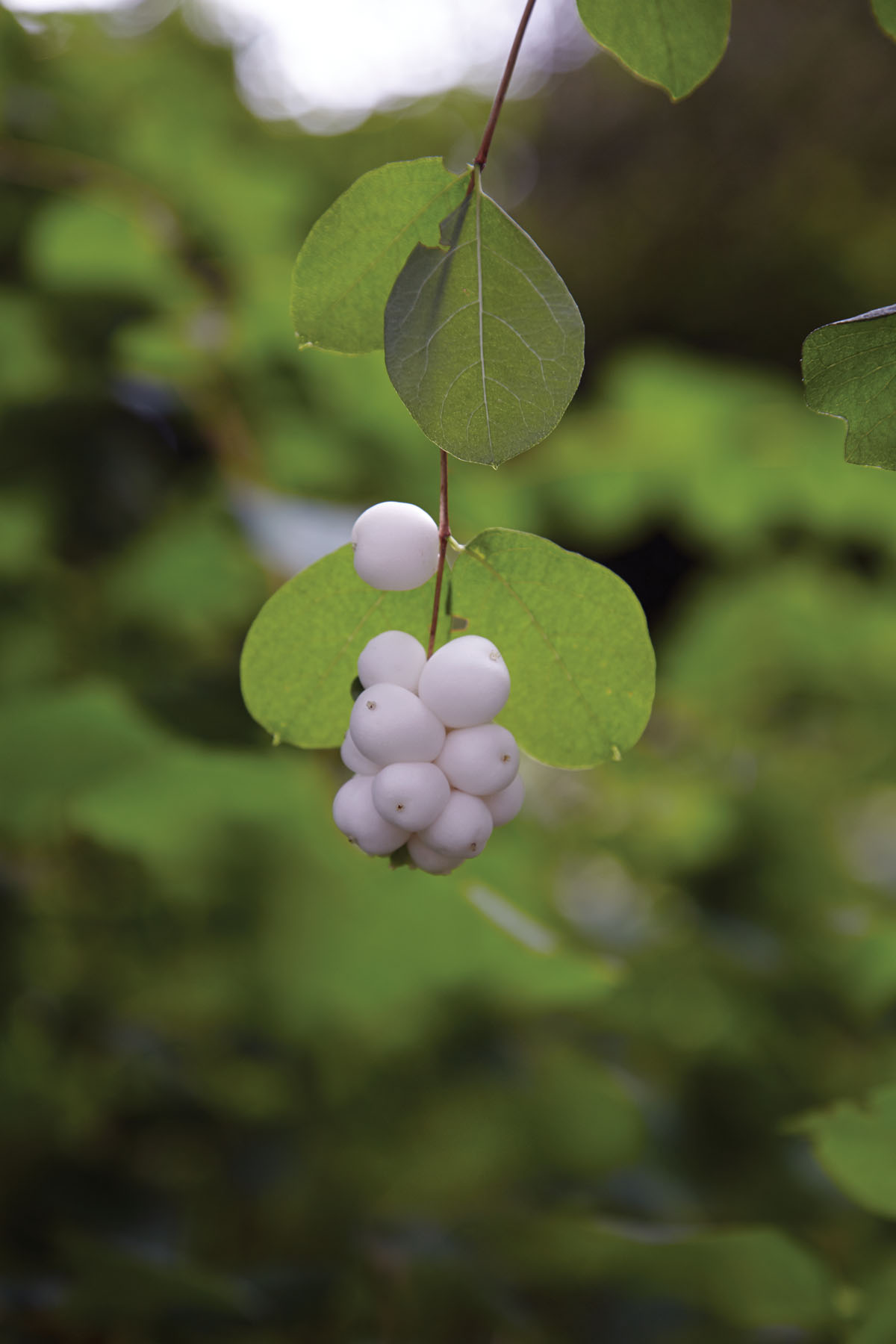 Common snowberry Symphoricarpos albus var laevigatus Introduction - photo 7