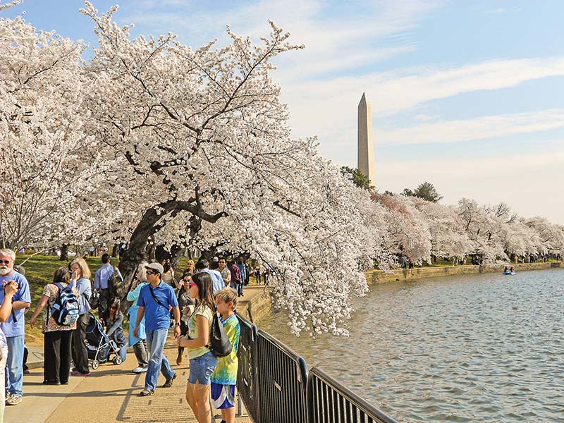 Cherry Blossoms Spring in DC means an explosion of cherry blossoms Celebrate - photo 19