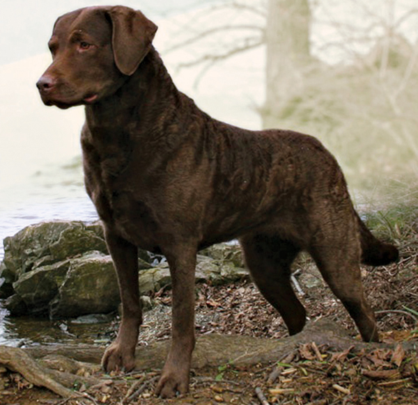 Jacks friend Rita aka GCH Cabin Ridges Mega Margarita who for a time was the - photo 17