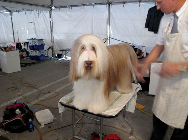 Dominator of the herding group Roy aka GCH Tolkien Raintree Mister Baggins - photo 18