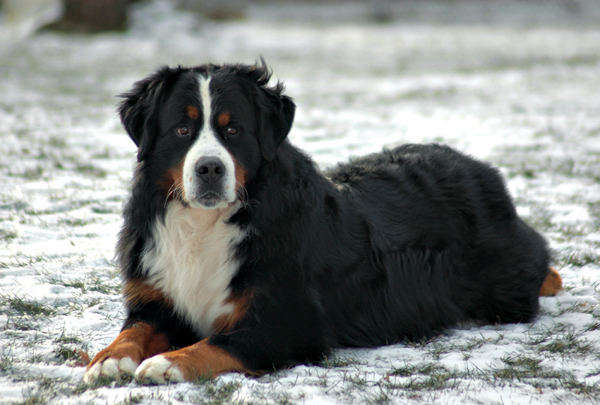 Heathers top dog Tanner the Bernese mountain dog aka GCH Blumoon Tanzenite V - photo 19