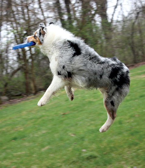 At the end of the day hes just a dogand a very athletic one at that Also - photo 20