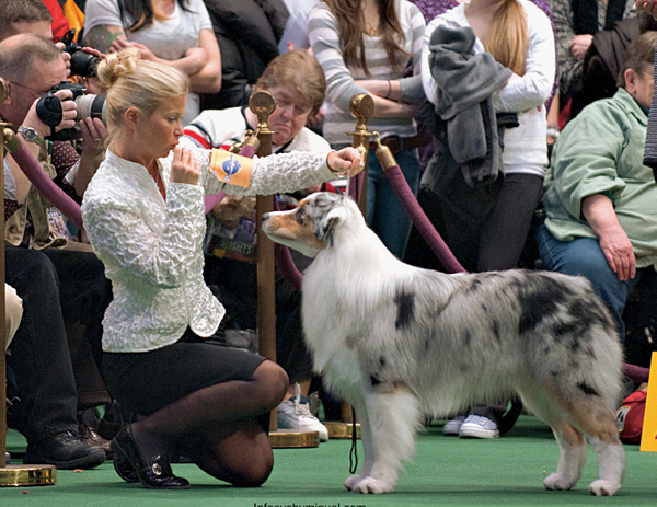 Jackpictured here with his handler Heather Bremmerbroke out at the 2010 - photo 7