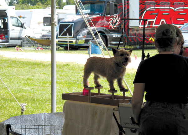 The famous show dog poseknown as the stackisnt natural and many dogs have - photo 12