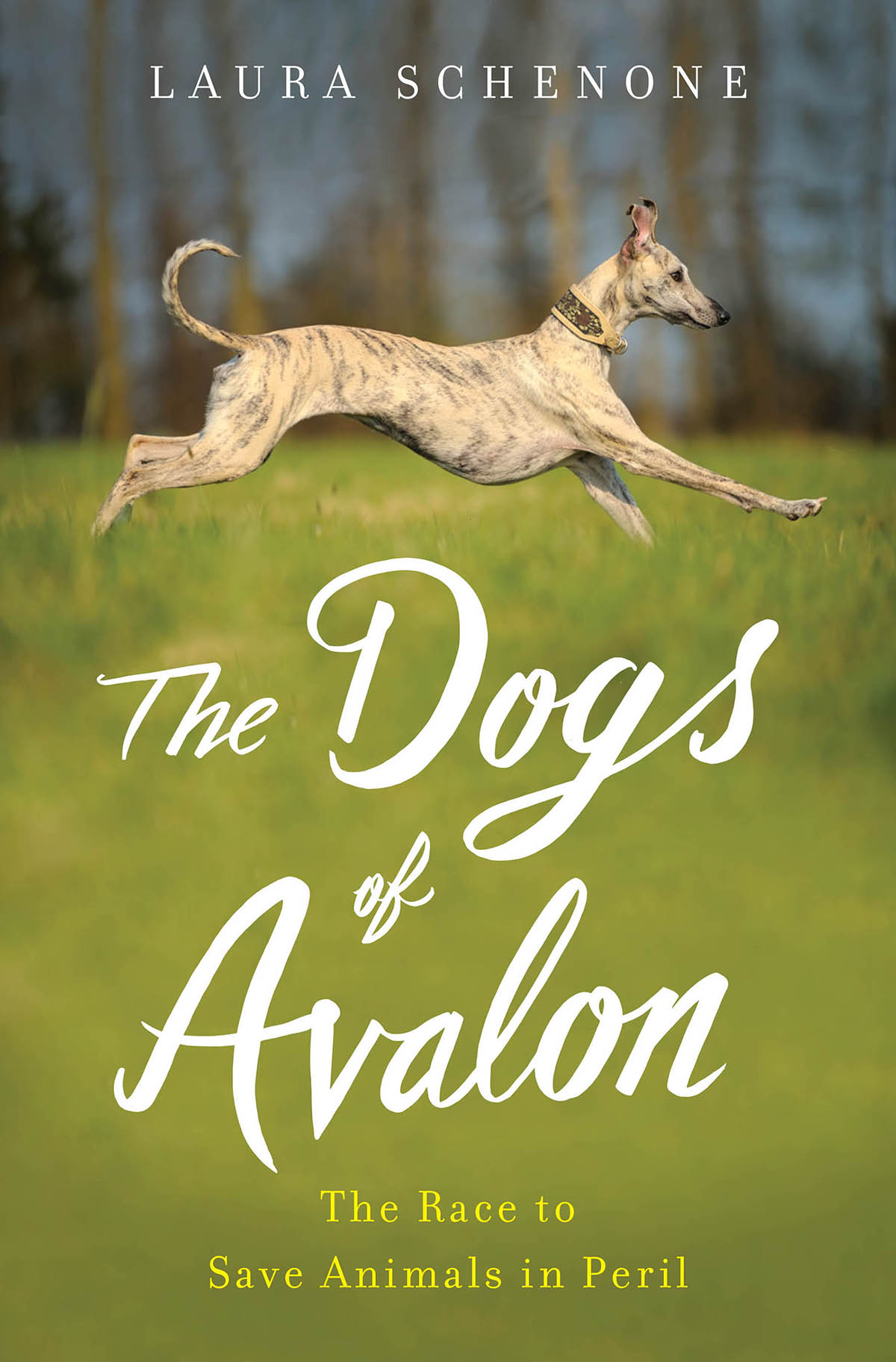 MORE PRAISE FOR THE DOGS OF AVALON A self-confessed non-animal lover when her - photo 1