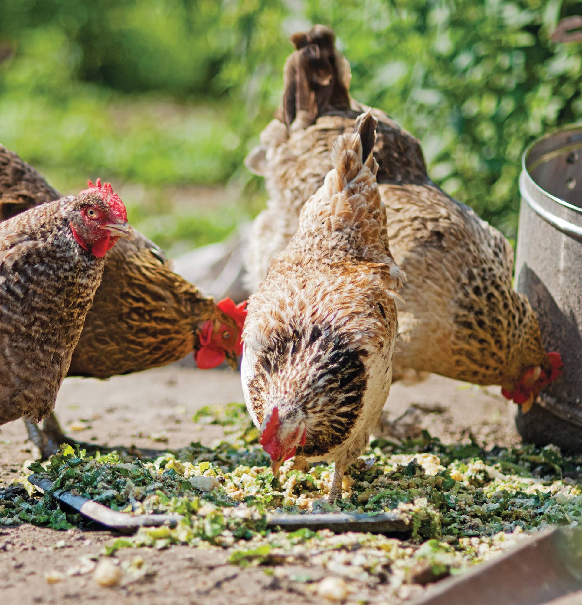 Chicken fact or chicken poop the chicken whisperers guide to the facts and fictions you need to know to keep your flock healthy and happy - image 6