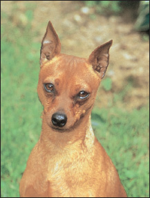 The Min Pin was defined as a proud vigorous little dog with a hackneyed gait - photo 4