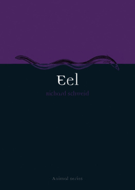 Schweid Eel