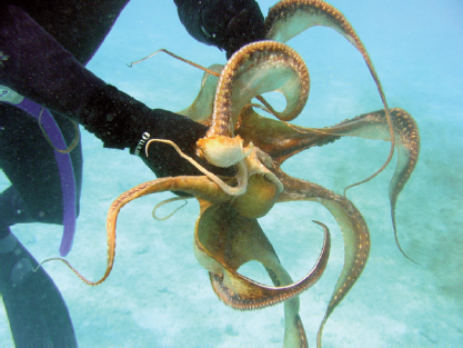 Scuba divers regularly report handling octopuses Franois-Nicolas - photo 7