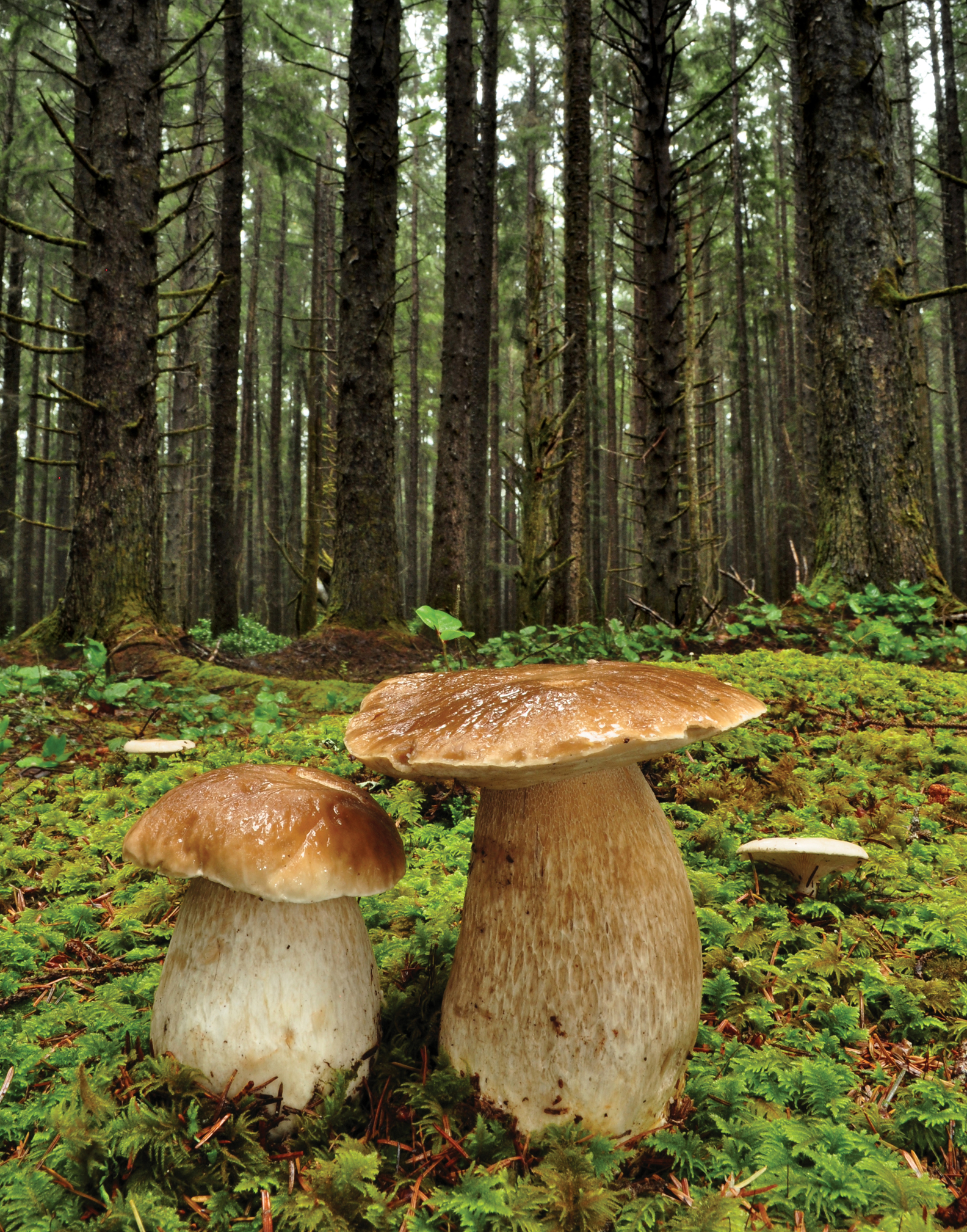 Mushrooms of the redwood coast a comprehensive guide to the fungi of coastal northern California - photo 2