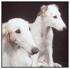 Immerse yourself in the rich history of the Psowaya Borzoi the noble - photo 2