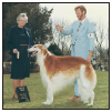 Learn the requirements of a well-bred Borzoi by studying the description of the - photo 4