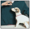 Begin with the basics of training the puppy and adult dog Learn the principles - photo 7