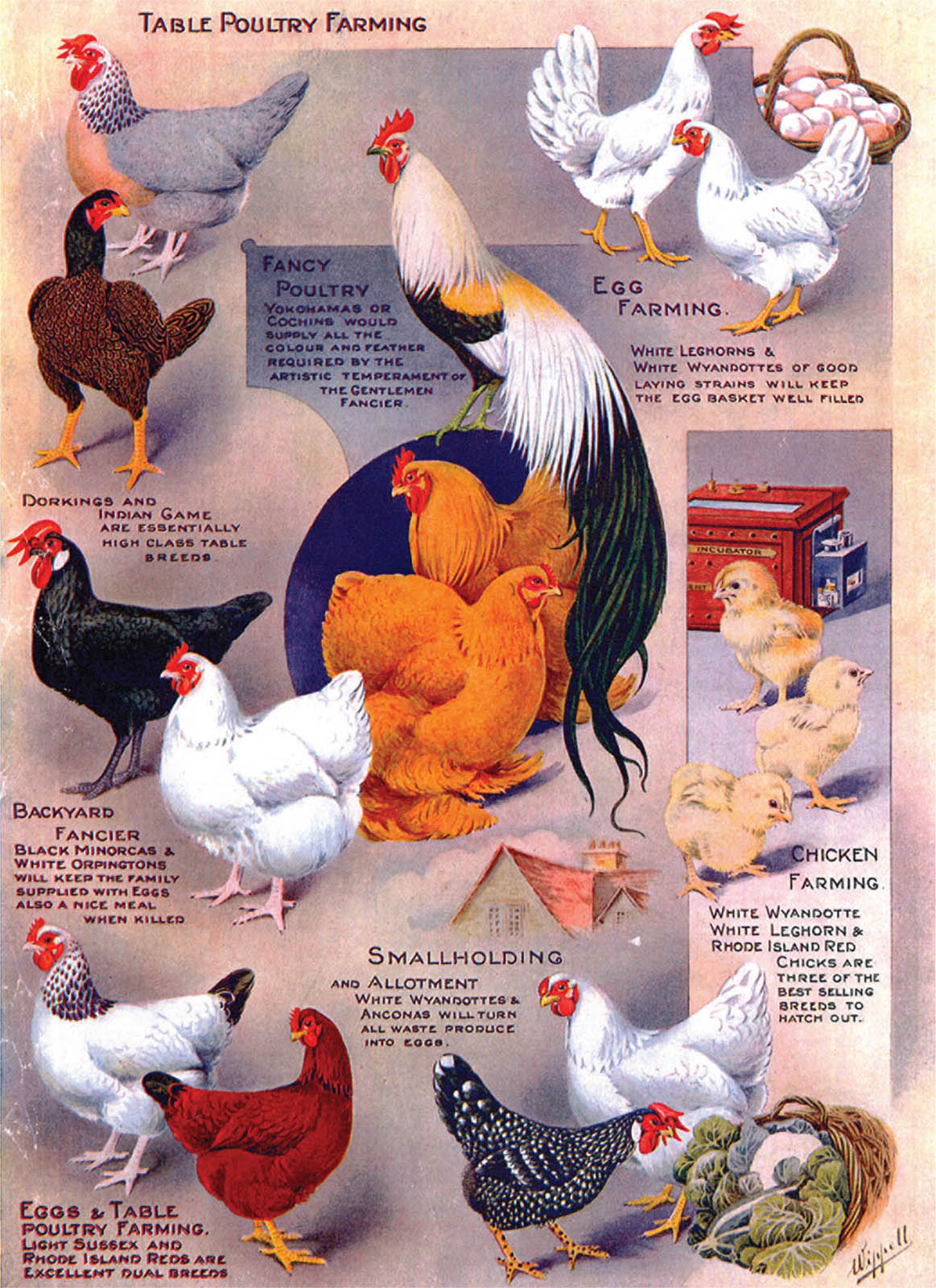 Introduction This is intended to be a companion volume to Rare Poultry Breeds - photo 2