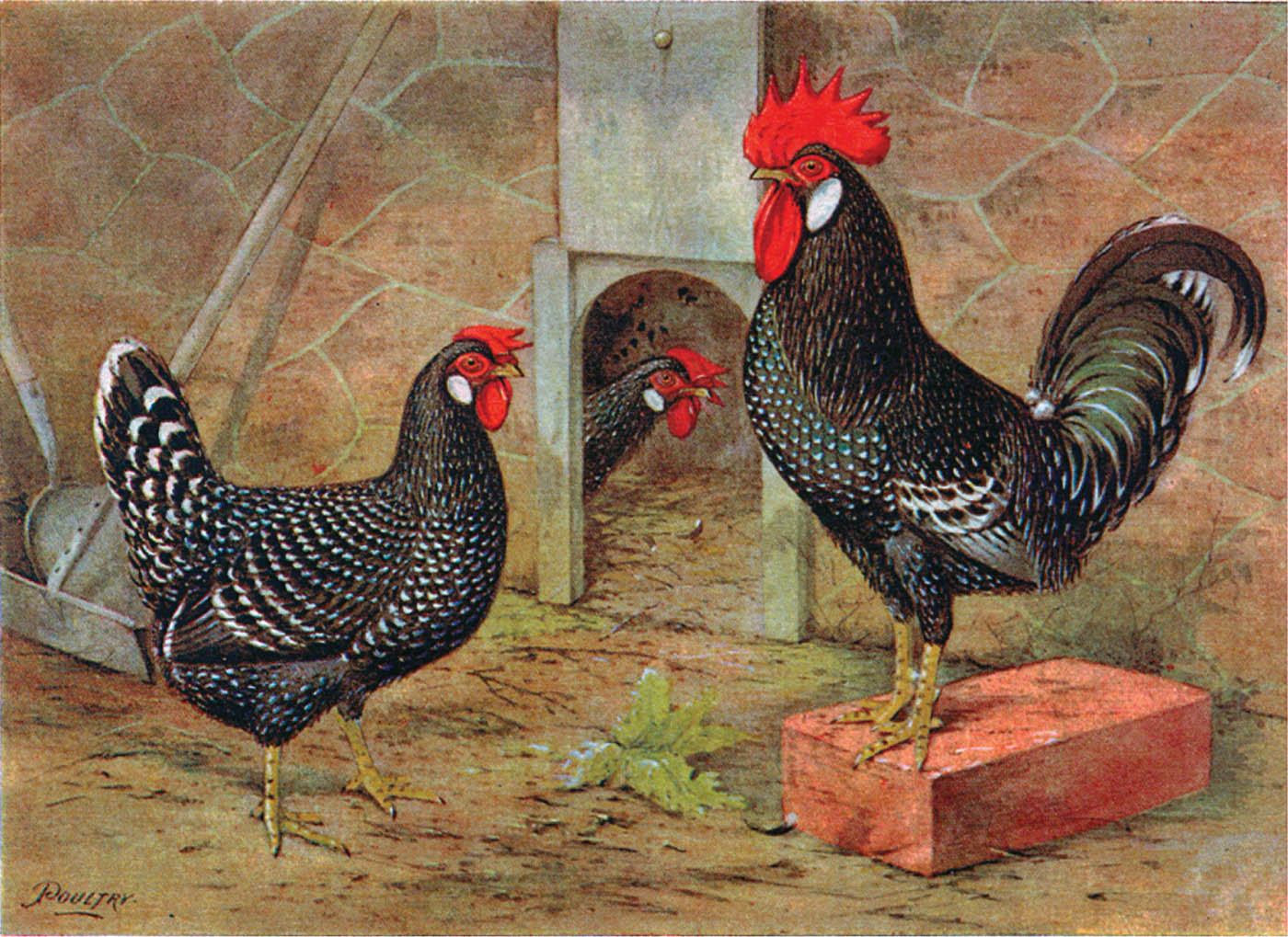 Anconas Originally a free gift with Poultry magazine circa 1912 Artist JW - photo 4