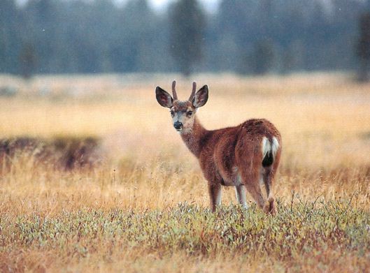 Wildlife abounds in much of the Italian peninsula There are many types - photo 3