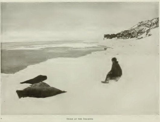 44 SEALS AT THE ICE-EDGE On November 3 and 4 the weather was fine and we - photo 3