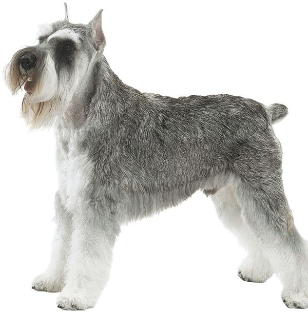 Physical Characteristics of the Miniature Schnauzer from the American Kennel - photo 3