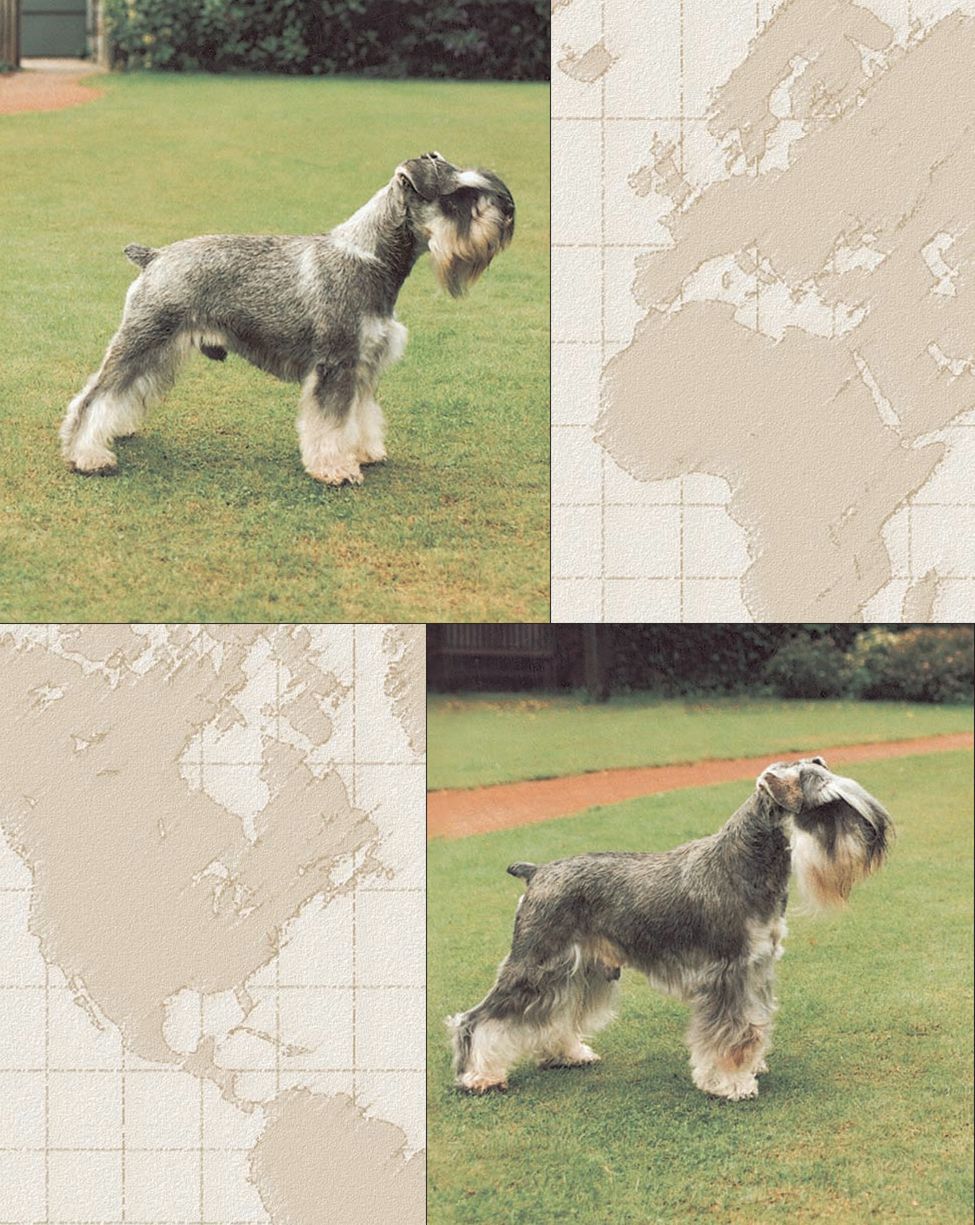 History of the MINIATURE SCHNAUZER MEET THE MINIATURE SCHNAUZER The Miniature - photo 4