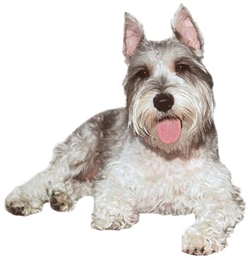 The Standard Schnauzer a sturdy working dog was a common sight on the German - photo 5