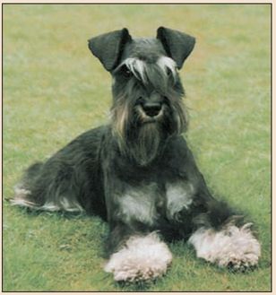 INFLUENTIAL EARLY DOGS IN THE US In 1898 the first Miniature Schnauzer to be - photo 6