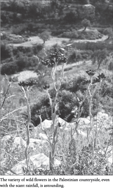 13 DECEMBER 2009 Im just back from a lovely day spent in Wadi Qelt the ravine - photo 2