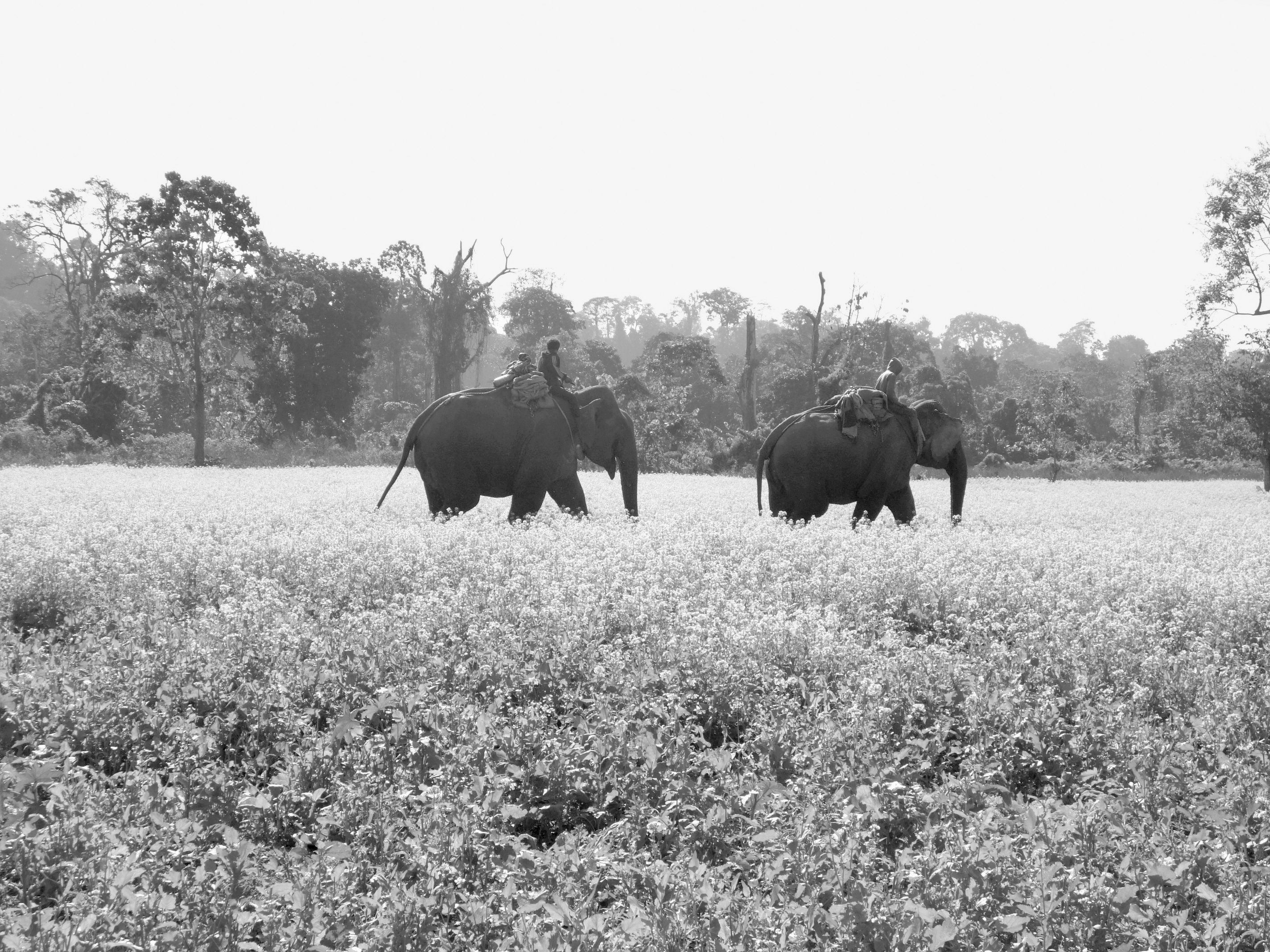 GIANTS OF THE MONSOON FOREST Living and Working with Elephants JACOB SHELL - photo 2