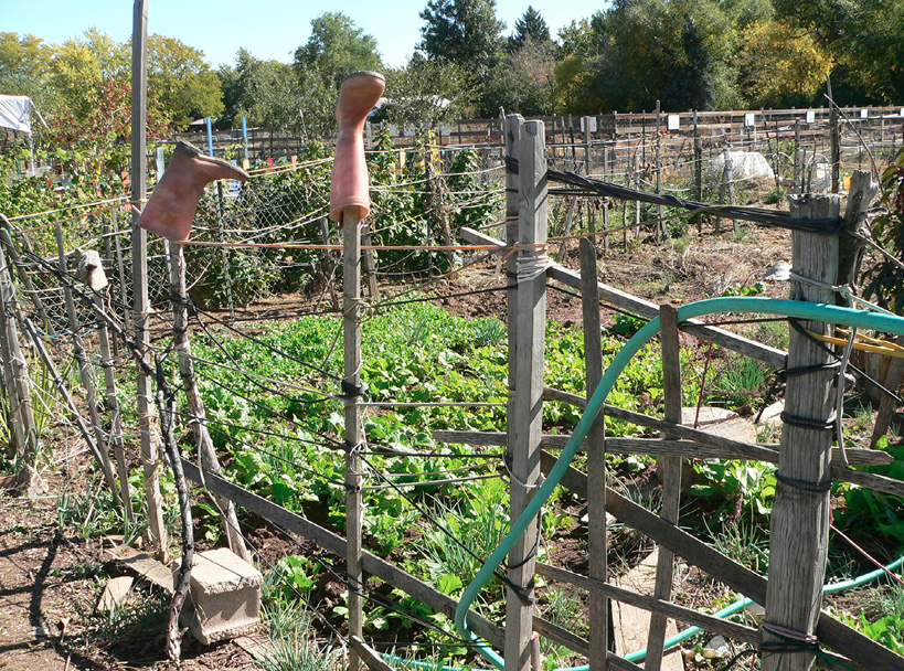 Community gardens are a great place to learn from other gardeners and share - photo 4
