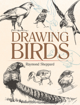 Sheppard - Drawing Birds