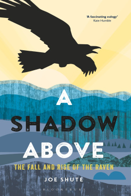 Shute - SHADOW ABOVE: the fall and rise of the raven
