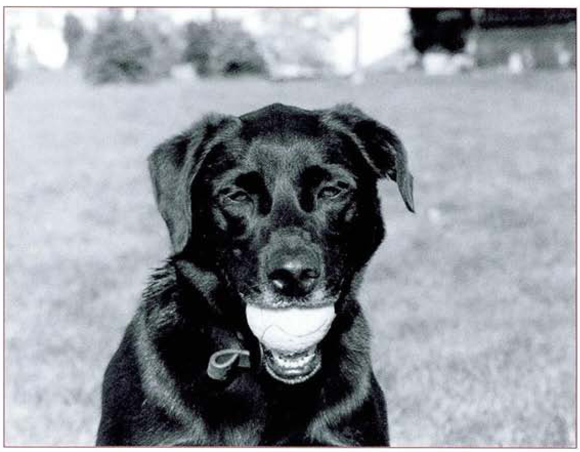 Comet black labblue heeler mix age 3 How to Meet a New Idea Based on the - photo 5