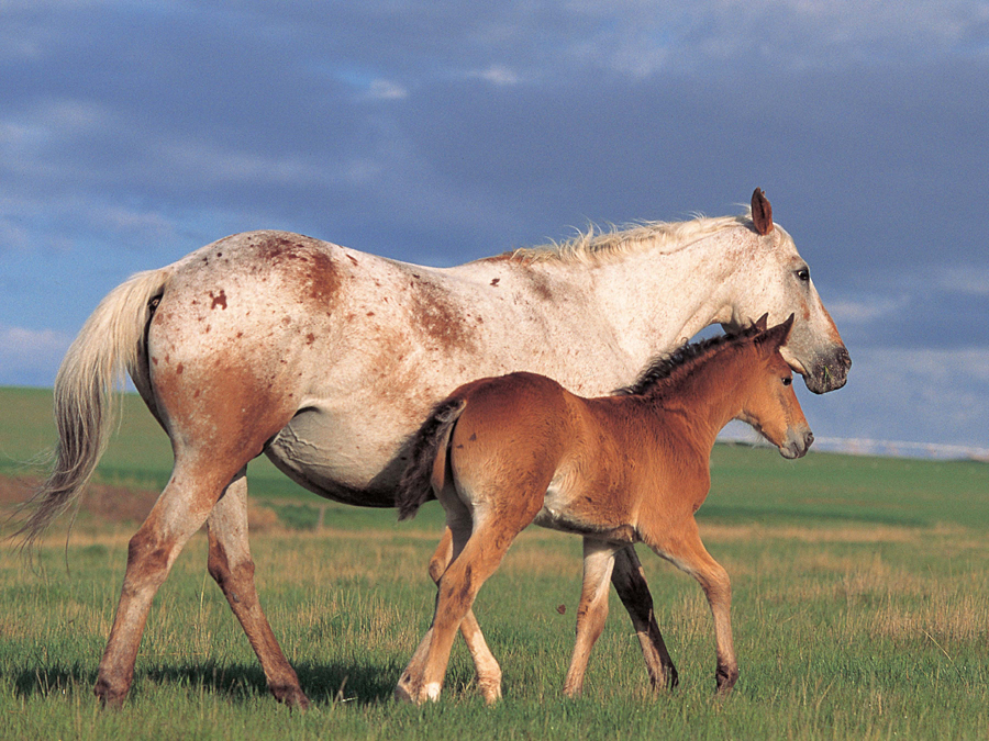 A baby horse is called a foal Right after a foal is born it tries to stand on - photo 4