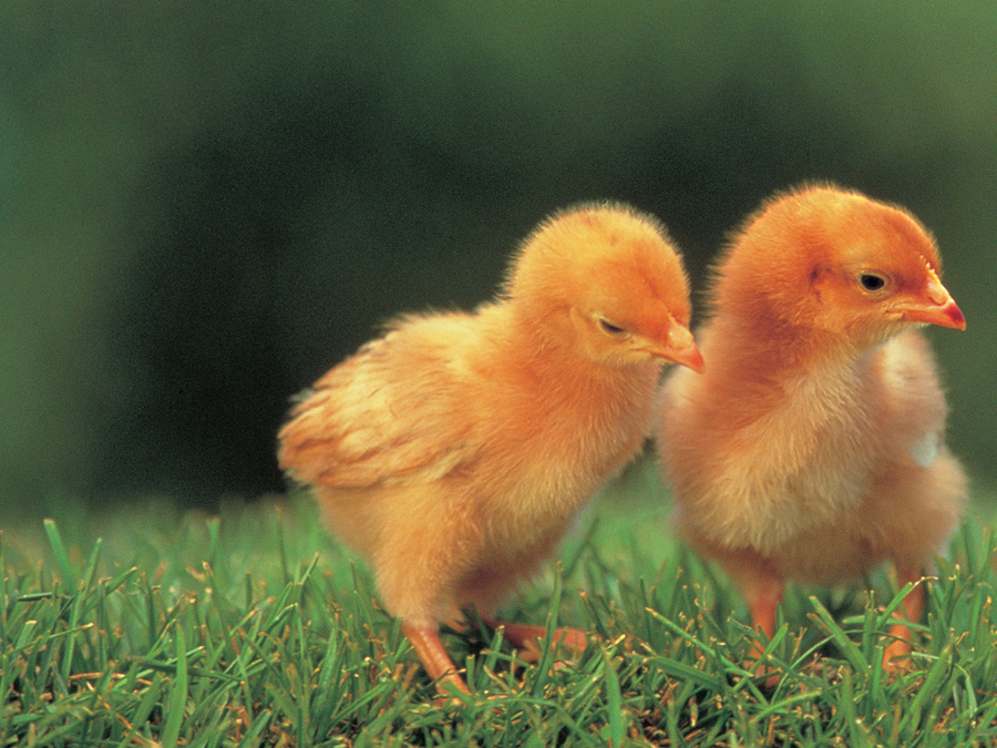 A baby chick hatches from an egg laid by a mother hen Chicks eat grain and - photo 6