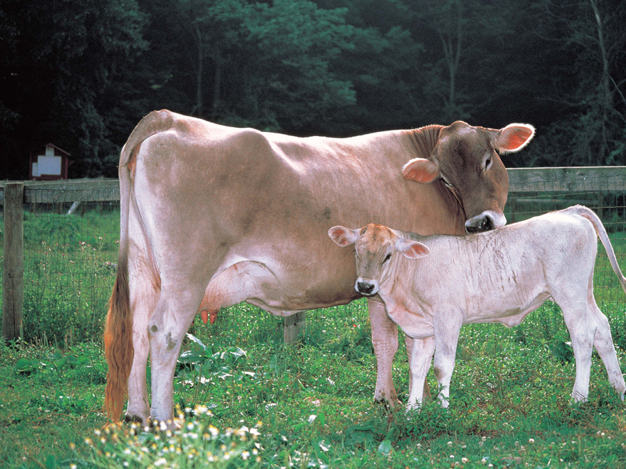 A baby cow is called a calf Calves drink milk from their mothers When they - photo 8