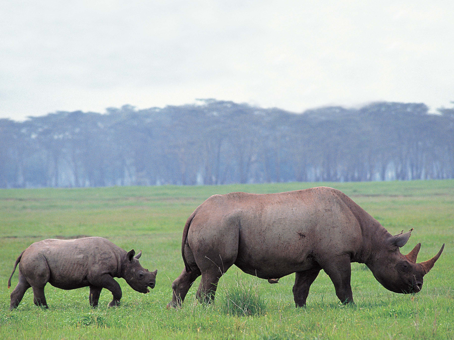 A rhino calf weighs over 100 pounds at birth It begins to eat grass leaves - photo 10