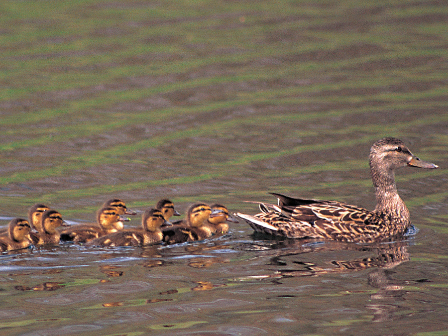 Right after they hatch from eggs ducklings follow the first moving thing they - photo 11